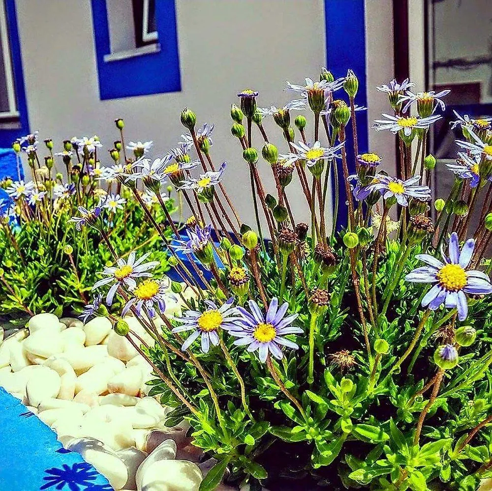 Pure Flor De Esteva Vila do Bispo Alojamento de Acomodação e Pequeno-almoço